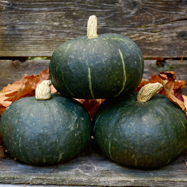 Front view of Sweet Mama kabocha winter squash showing dark green round fruit with gray ribs and speckles on white background