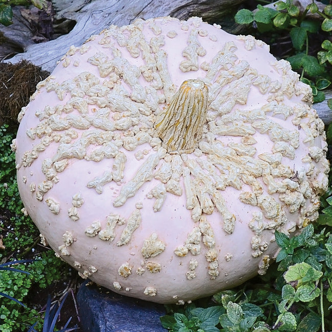 Top view of Galeux d'Eysines winter squash showing peach-colored skin covered in peanut-shell-like warts on soil