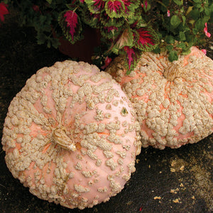 Close-up of Galeux d'Eysines winter squash showing salmon-peach skin covered in peanut-shell warts on dark background