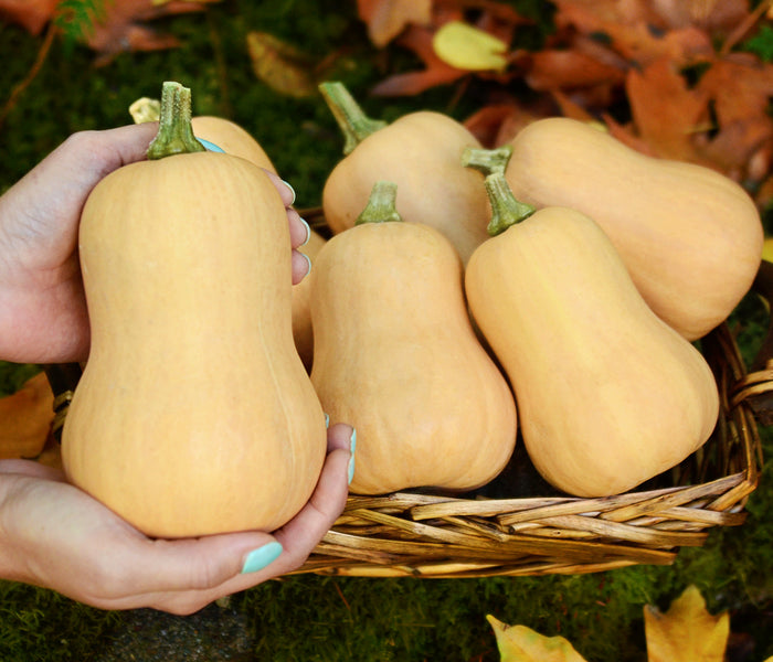 Front view of three Butterbaby winter squash showcasing tan skin and pear-shaped butternut form on autumn leaves background