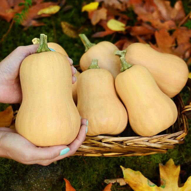 Front view of three Butterbaby winter squash showcasing tan skin and pear-shaped butternut form on autumn leaves background