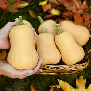 Front view of three Butterbaby winter squash showcasing tan skin and pear-shaped butternut form on autumn leaves background