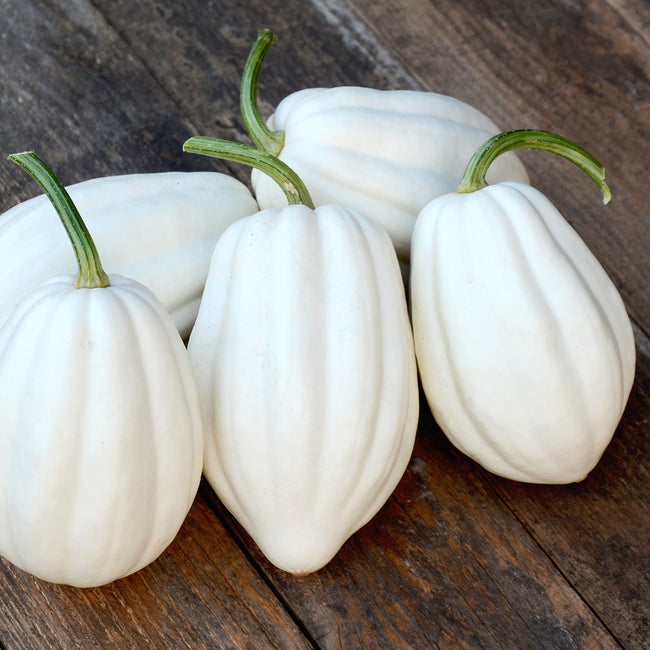 Front view of Mashed Potatoes white acorn squash showing ivory ribbed fruit with green stems on wooden surface