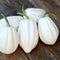 Front view of Mashed Potatoes white acorn squash showing ivory ribbed fruit with green stems on wooden surface