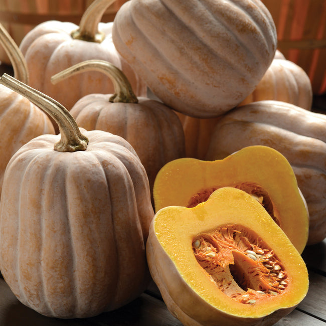 Close-up of Autumn Frost winter squash showing ridged tan skin and sliced fruit revealing deep orange flesh on neutral background