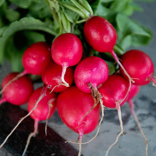Front view of Sora Radish seed tape package showing product label on white background