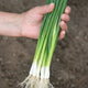 Close-up of Ramrod bunching scallions held in hand showing bright white bulbs and long dark green leaves over soil