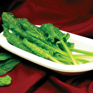 Close up of Perpetual Swiss chard leaves showing smooth dark green glossy leaves with pale veins on a white plate