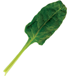 Close-up of Perpetual Swiss chard leaf showcasing smooth dark green leaves and a pale yellow stem on white background
