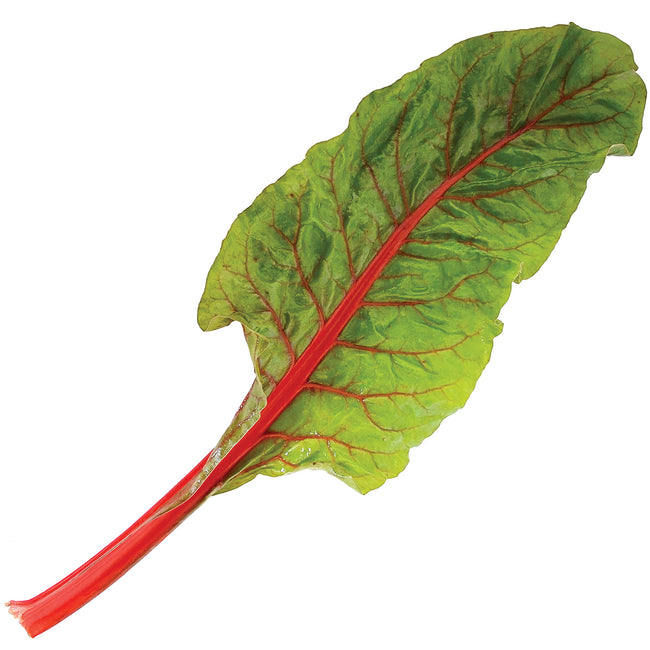 Close-up of Rhubarb Swiss chard leaf showcasing burgundy-red stalk and savoyed dark green leaf against soil background