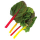 Front view of three Electric Neon Blend Swiss chard leaves with red, pink, and yellow stems on white background