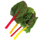 Front view of three Electric Neon Blend Swiss chard leaves with red, pink, and yellow stems on white background