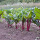 Front view of Fire Fresh Swiss chard showcasing ruby-red stems and medium-dark green oval leaves in garden soil