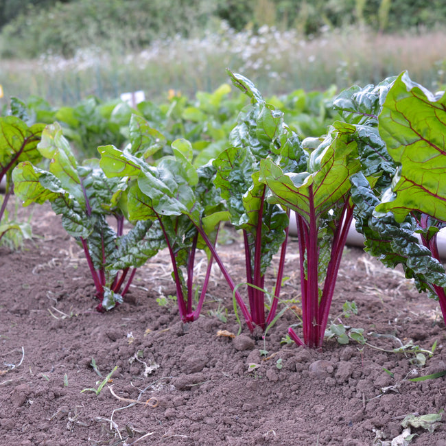 Front view of Fire Fresh Swiss chard showcasing ruby-red stems and medium-dark green oval leaves in garden soil