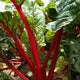 Close-up of Intense Swiss chard showing bright red stems and crinkled green leaves in garden soil