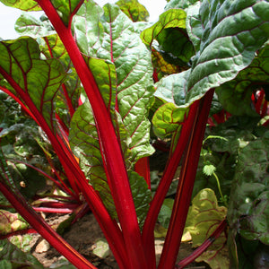 Close-up of Intense Swiss chard showing bright red stems and crinkled green leaves in garden soil