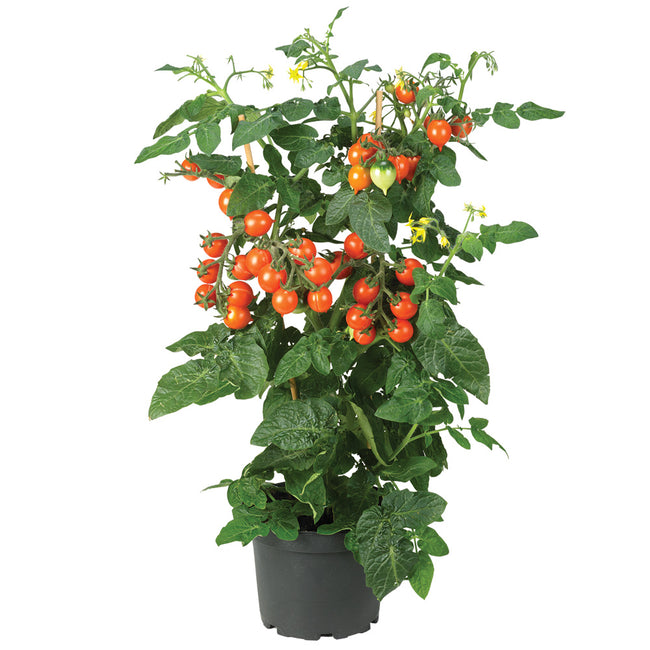 Front view of Pillar Catch Orange tomato plant in a pot showcasing upright clusters of heart-shaped orange cherry tomatoes on green foliage
