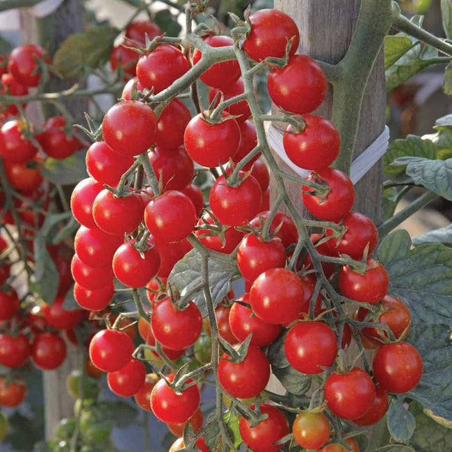 Close-up of Crokini cherry tomatoes on the vine showing ripe red fruit