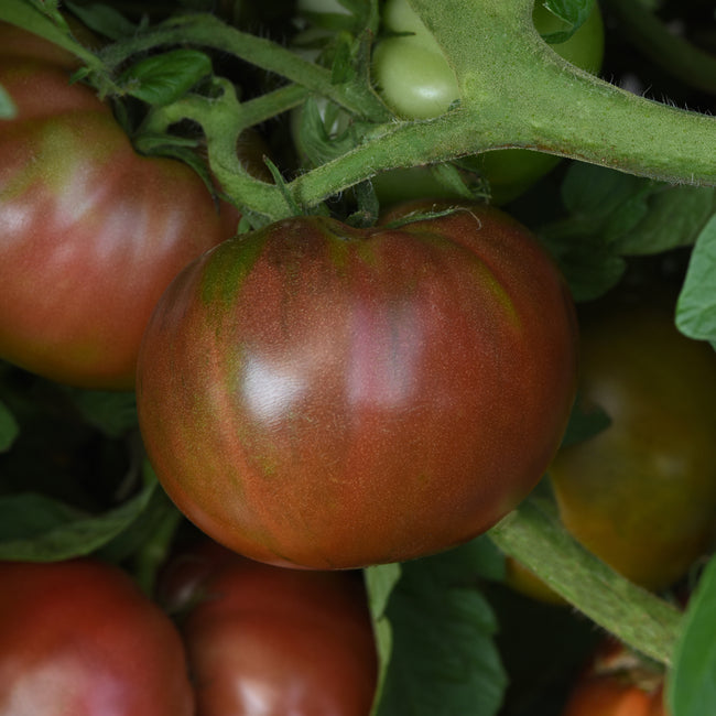 Close up of Darkstar tomato cluster showing deep purple red pleated slicing fruit on the vine with green foliage background