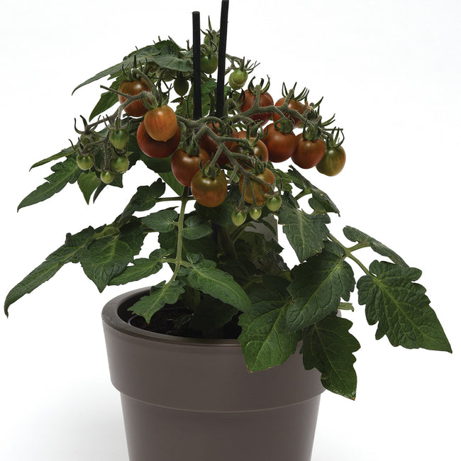Front view of Cocoa tomato plant in a pot bearing mahogany cherry tomatoes on a white background