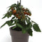 Front view of Cocoa tomato plant in a pot bearing mahogany cherry tomatoes on a white background
