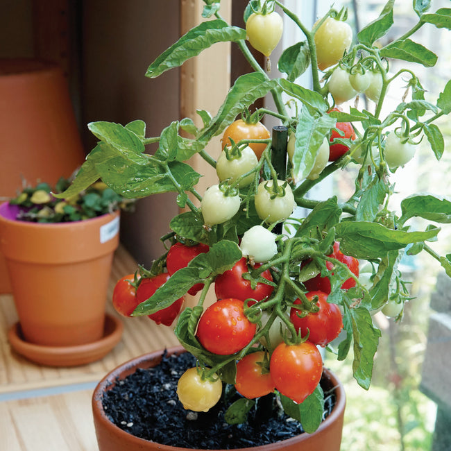 Close-up of Heartbreakers Dora Red tomatoes showing heart-shaped bright red fruits on a compact plant with green leaves