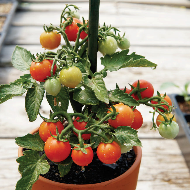 Close-up of Red Velvet tomato plant showing clusters of bright red cherry tomatoes and dark green foliage