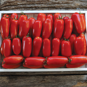 Top view of Pomodoro Squisito tomatoes in a wooden tray showing elongated, deep-red sauce tomatoes with smooth skin