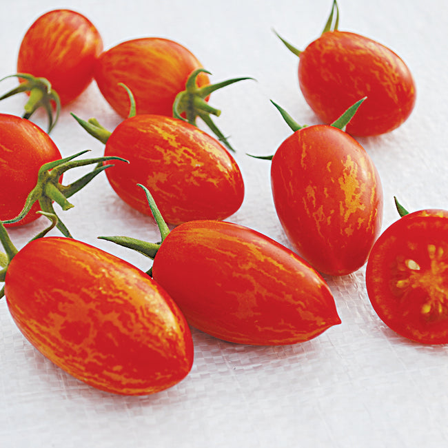 Close-up of Red Torch cherry tomatoes showing elongated red fruits with yellow streaks and a cut tomato on white background