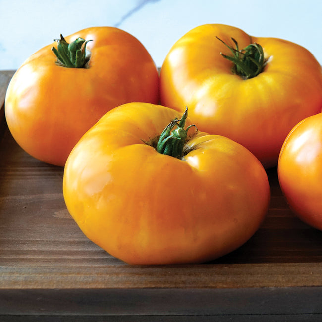 Close-up of Orange Brandywine tomatoes showing large beefsteak shape, smooth glossy orange skin, and green stems on a wooden board