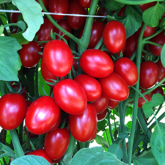 Close-up of Ruby Crush grape tomato cluster showcasing scarlet oblong 1 1/2-inch fruits on vine with green leaves
