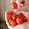 Close-up of Artemis cherry tomatoes held in hands showcasing glossy deep-red 1-inch round fruit on a neutral background
