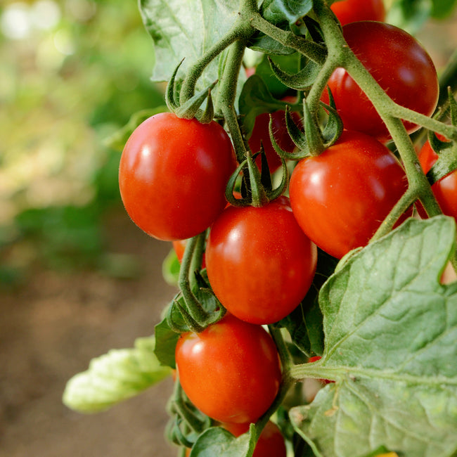 Close-up of Sakura cherry tomato cluster showing ripe 1 1/2-inch red fruit on the vine with green foliage