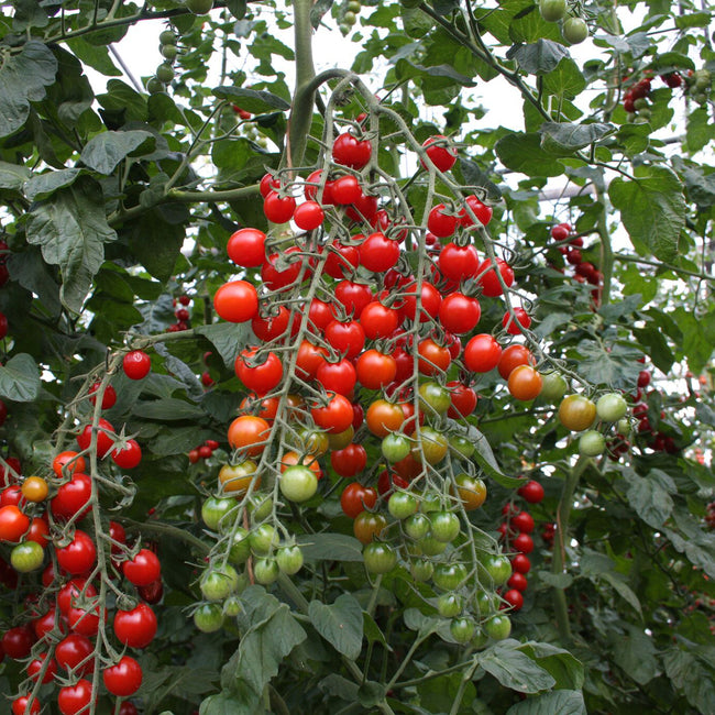 Close-up of Bartelly cherry tomato truss showcasing dense clusters of elongated red and green fruits with leafy background