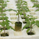 Close-up of Fortamino tomato rootstock seedling showing exposed roots from a green rockwool plug in a white propagation tray