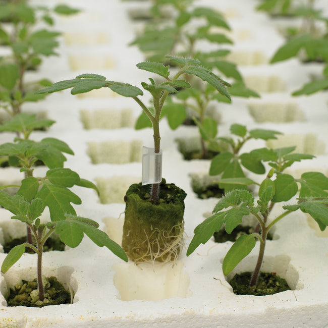 Close-up of Fortamino tomato rootstock seedling showing exposed roots from a green rockwool plug in a white propagation tray