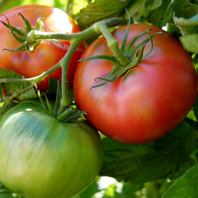 DAMSEL-TOMATO