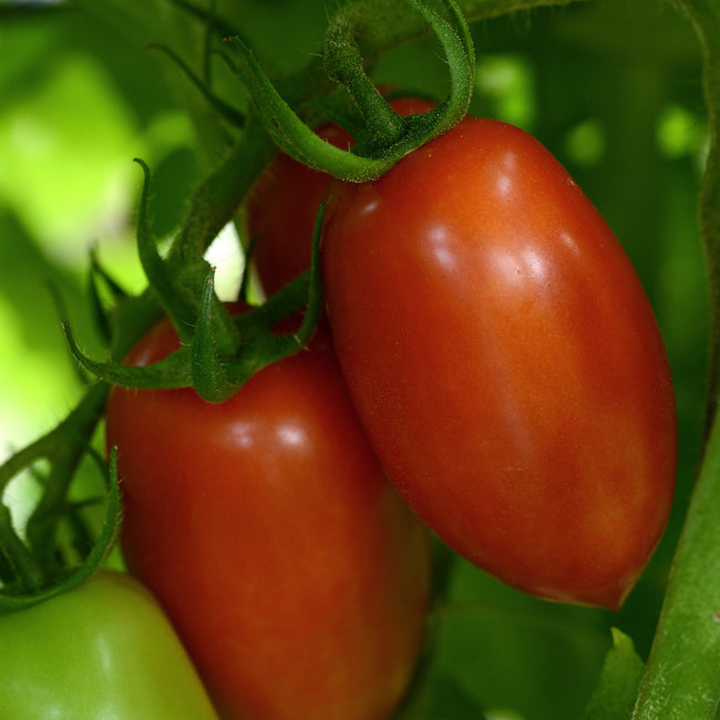 Close-up of Marzinera tomato cluster showing elongated, meaty red fruits on the vine with green foliage background