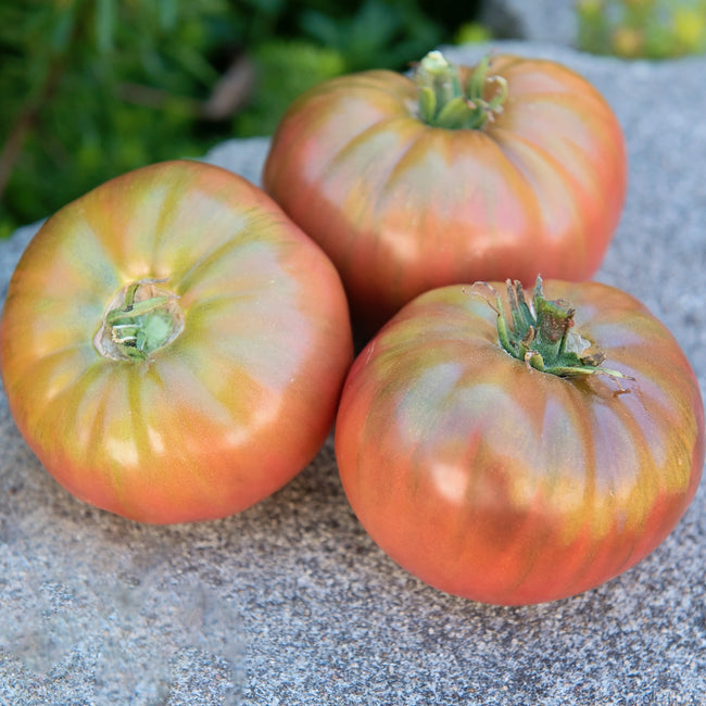 Close up of Cherokee Carbon tomato showing dusky blush, beefsteak shape, and ribbed shoulders on a stone surface
