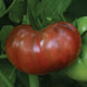 Close-up of Cherokee Carbon heirloom tomato showing dusky reddish-brown beefsteak fruit with green leaves and unripe fruit in background