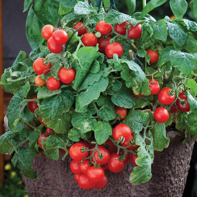 Close-up of Red Robin tomato plant showing clusters of small red cherry tomatoes on a compact potato-leaf plant in a container