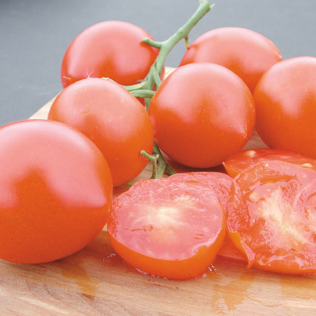 Close-up of Glacier tomato cluster on the vine showing small orange-red slicing tomatoes, one halved on a wooden cutting board