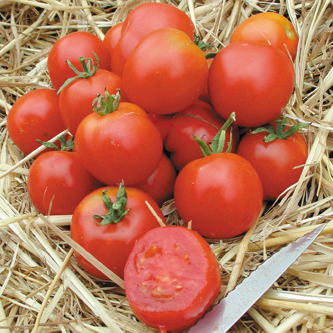 Front view of Stupice tomato showing cluster of ripe red 2-inch slicing fruits on straw background