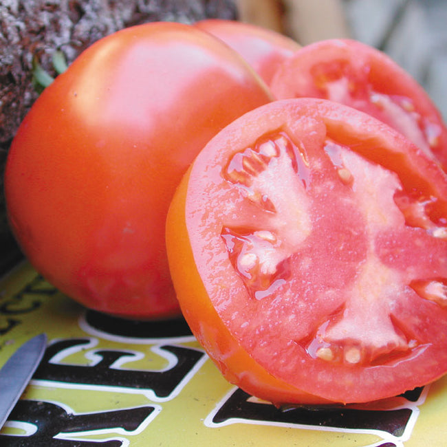 Close up of Oregon Spring tomato sliced to show meaty pink interior with a whole tomato behind on a dark surface