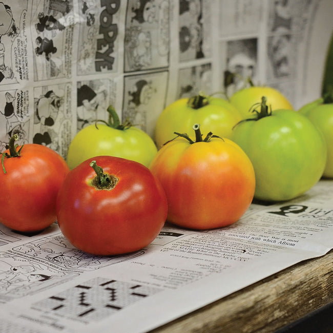 Front view of Longkeeper storage tomatoes showcasing green to orange-red 3-inch fruits on a newspaper background