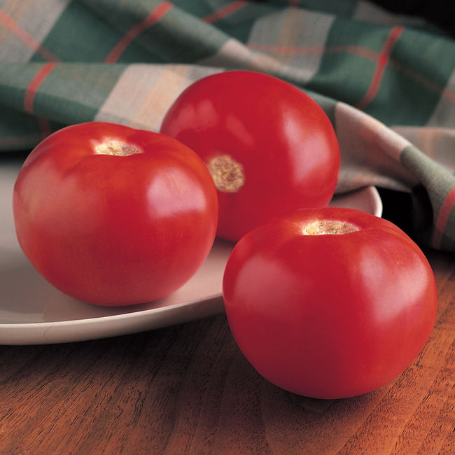 Front view of three Bobcat tomatoes with smooth glossy red skin and classic slicing shape on a plate with plaid cloth
