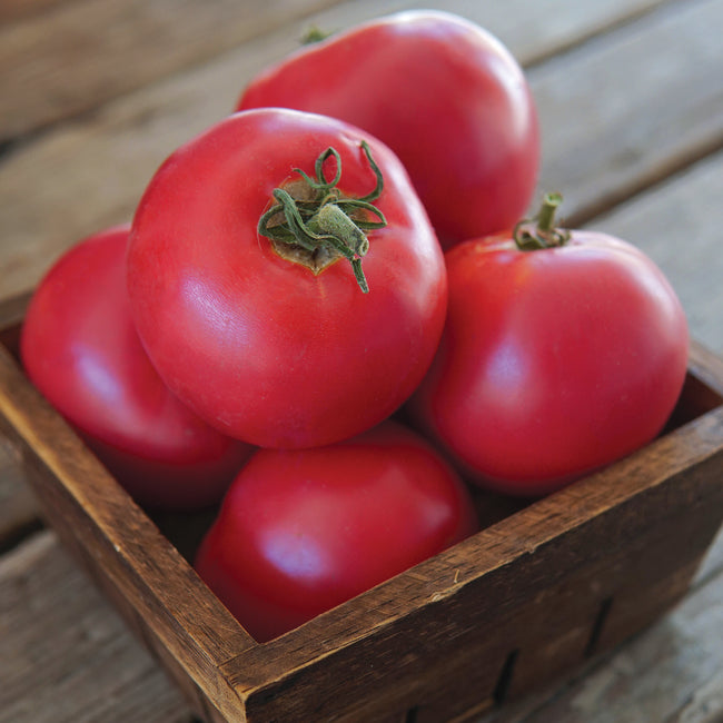 Close-up of Momotaro tomatoes showing pink-red slicing fruit in a wooden crate