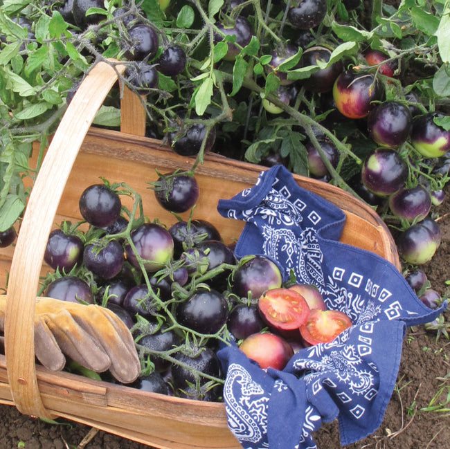 Close-up of Indigo Rose tomato showcasing indigo-purple sun-exposed skin and deep red interior on white background