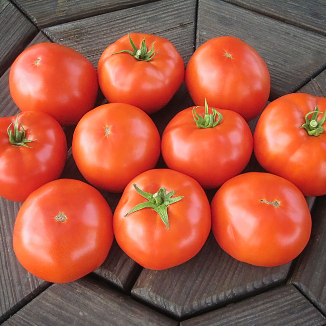 Top view of Mountain Merit slicing tomatoes showing smooth deep-red skins and round firm shape on a wooden tabletop