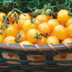 Close-up of Gold Nugget cherry tomatoes showing clusters of golden 3/4-inch round fruits in a woven basket